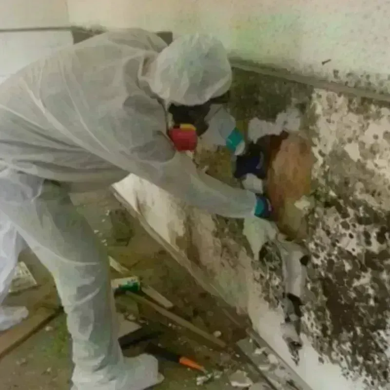 Mold Remediation and Removal in Garden City, NY